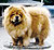 чау-чау chow-chow