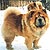чау-чау chow-chow