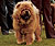 - chow-chow