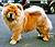 чау-чау chow-chow