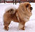 чау-чау chow-chow