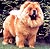 - chow-chow