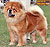 - chow-chow