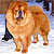 - chow-chow