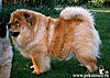 - chow-chow