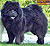 - chow-chow