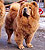 - chow-chow