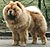 - chow-chow