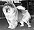 - chow-chow