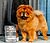 - chow-chow