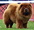 - chow-chow