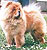 чау-чау chow-chow
