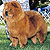 чау-чау chow-chow
