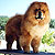 чау-чау chow-chow