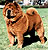чау-чау chow-chow