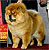 - chow-chow