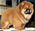 чау-чау chow-chow