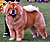 - chow-chow