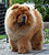 - chow-chow