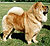 чау-чау chow-chow