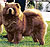 чау-чау chow-chow