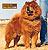 - chow-chow