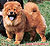 чау-чау chow-chow