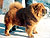 - chow-chow