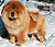 чау-чау chow-chow