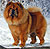 - chow-chow