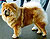 - chow-chow