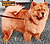 - chow-chow