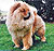 чау-чау chow-chow