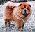 чау-чау chow-chow