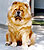 чау-чау chow-chow