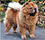 чау-чау chow-chow