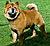 чау-чау chow-chow