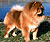 чау-чау chow-chow
