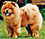 - chow-chow