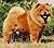 - chow-chow