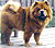 чау-чау chow-chow