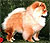чау-чау chow-chow