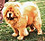 чау-чау chow-chow