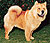 чау-чау chow-chow