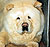 чау-чау chow-chow