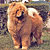 - chow-chow