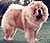 чау-чау chow-chow