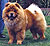 - chow-chow