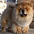 - chow-chow