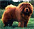 - chow-chow